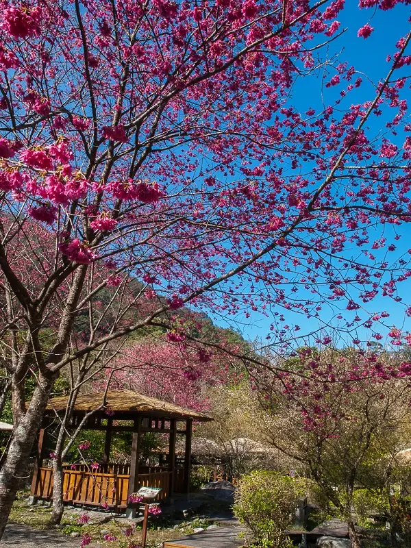 八仙山國家森林遊樂區 照片
