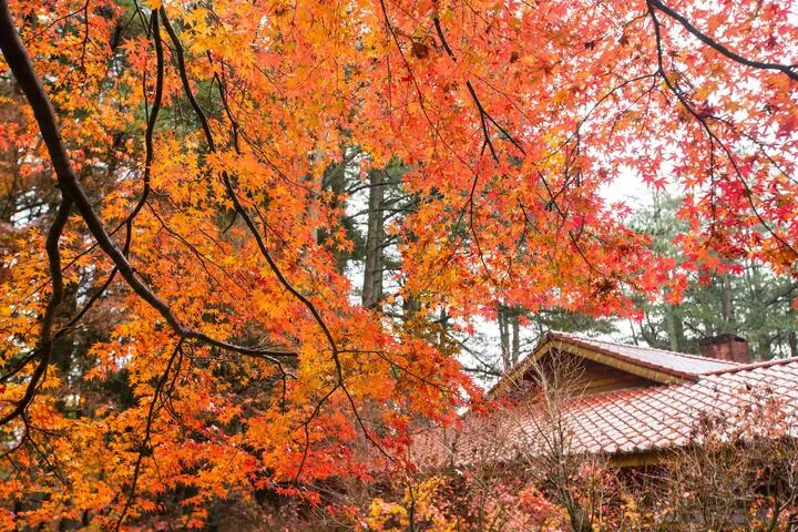 福壽山農場 照片